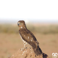 گونه عقاب مارخور Short-toed Eagle